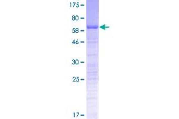 PSRC1 Protein (AA 1-333) (GST tag)