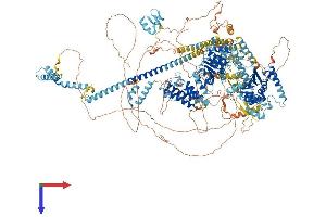 AlphaFold protein structure predicition of Human Recombinant SMARCA4 Protein, UniprotID P51532 (SMARCA4 Protein (AA 1-1647) (His tag))