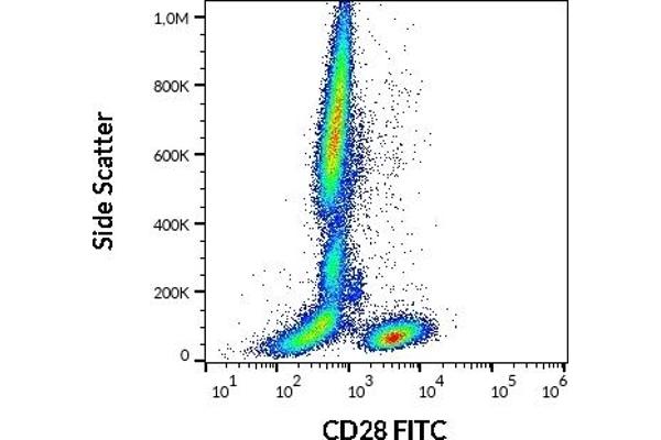 CD28 anticorps  (FITC)