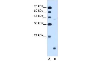 EDG8 antibody used at 0.