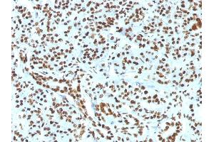 Formalin-fixed, paraffin-embedded human Pancreas stained with Histone H1 Rabbit Recombinant Monoclonal Antibody (HH1/1784R). (Recombinant Histone H1 antibody)