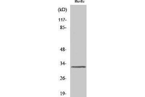 Western Blotting (WB) image for anti-MAS-Related GPR, Member G (Mrgprg) (C-Term) antibody (ABIN3185632)