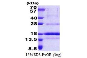 SDS-PAGE (SDS) image for Polymerase (DNA-Directed), delta 4, Accessory Subunit (POLD4) (AA 1-107) protein (His tag) (ABIN6387269) (POLD4 Protein (AA 1-107) (His tag))