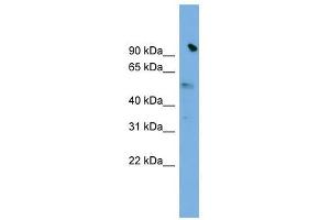 SLC25A25 antibody used at 1 ug/ml to detect target protein.