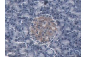 DAB staining on IHC-P; Samples: Rat Pancreas Tissue (Lipocalin 2 antibody  (AA 21-198))