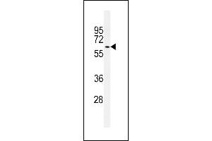 Western blot analysis of ATG14 Antibody (Center) (ABIN650664 and ABIN2849827) in 293 cell line lysates (35 μg/lane). (ATG14 antibody  (AA 162-190))