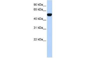 WB Suggested Anti-BTBD10 Antibody Titration:  0. (BTBD10 antibody  (N-Term))
