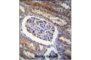 ARL8 Antibody (C-term) (ABIN655267 and ABIN2844860) immunohistochemistry analysis in formalin fixed and paraffin embedded human kidney tissue followed by peroxidase conjugation of the secondary antibody and DAB staining. (ARL5B antibody  (C-Term))