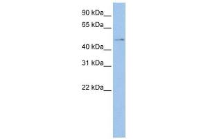 HEXDC antibody used at 1 ug/ml to detect target protein. (HEXDC antibody)