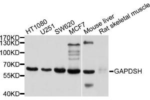 Western blot analysis of extracts of various cell lines, using GAPDHS antibody (ABIN4903737) at 1:1000 dilution. (GAPDHS antibody)