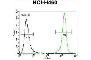 PRAMEF8 Antibody (C-term) flow cytometric analysis of NCI-H460 cells (right histogram) compared to a negative control cell (left histogram). (PRAMEF8 antibody  (C-Term))