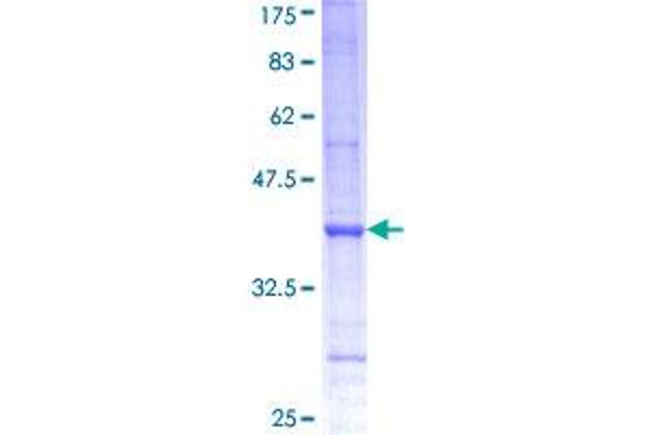 PSMD6 Protein (AA 292-389) (GST tag)