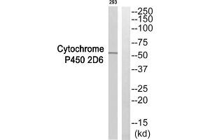 Western blot analysis of extracts from 293 cells, using CYP2D6 antibody.