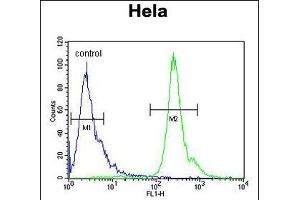 PNPLA8 Antibody (N-term) (ABIN650904 and ABIN2839989) flow cytometric analysis of Hela cells (right histogram) compared to a negative control cell (left histogram). (PNPLA8 antibody  (N-Term))