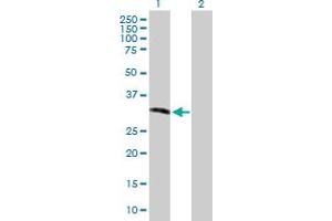 Western Blot analysis of RNASEH2A expression in transfected 293T cell line by RNASEH2A MaxPab polyclonal antibody. (RNASEH2A antibody  (AA 1-299))