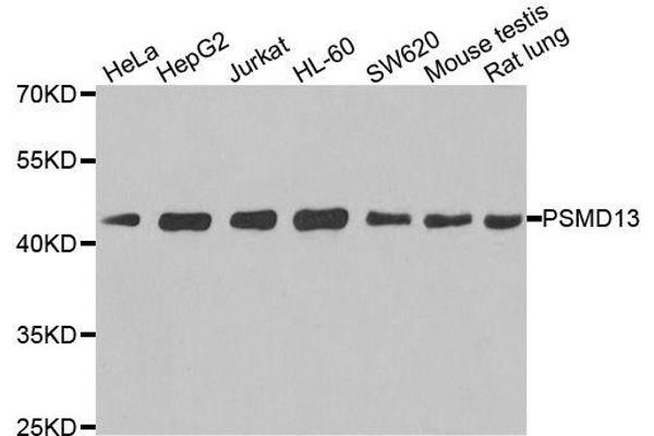 PSMD13 antibody  (AA 1-250)