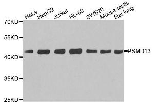 Western blot analysis of extracts of various cell lines, using PSMD13 antibody. (PSMD13 antibody  (AA 1-250))