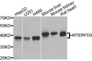Western blot analysis of extracts of various cell lines, using MTERFD3 antibody. (MTERFD3 antibody)