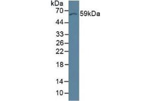 Rabbit Capture antibody from the kit in WB with Positive Control:  Mouse brain tissue. (Occludin ELISA Kit)