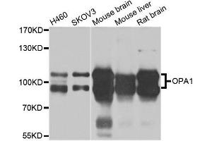 Western blot analysis of extracts of various cell lines, using OPA1 antibody. (OPA1 antibody  (AA 661-960))