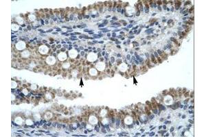 Image no. 1 for anti-Zinc Finger Protein 683 (ZNF683) (AA 89-138) antibody (ABIN202688) (ZNF683 antibody  (AA 89-138))