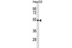 Western Blotting (WB) image for anti-Keratin 26 (KRT26) antibody (ABIN2998572)