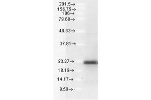 Western blot analysis of Human A549 cell lysates showing detection of BIM protein using Rabbit Anti-BIM Polyclonal Antibody .