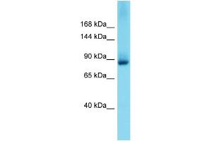 Western Blotting (WB) image for anti-Glutamate Receptor Interacting Protein 2 (GRIP2) (N-Term) antibody (ABIN2774404) (GRIP2 antibody  (N-Term))