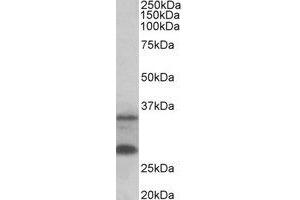 Western Blotting (WB) image for anti-U6 SnRNA Biogenesis 1 (USB1) (Internal Region) antibody (ABIN2465002) (C16orf57 antibody  (Internal Region))