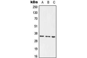 Western blot analysis of PLSCR1 expression in HEK293T (A), Raw264. (PLSCR1 antibody  (Center))