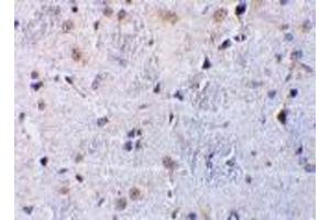 Immunohistochemical staining of rat brain tissue using AP30259PU-N CTRP7 antibody at 10 μg/ml.