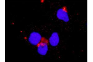 Proximity Ligation Assay (PLA) image for anti-Phosphoinositide-3-Kinase, Catalytic, beta Polypeptide (PIK3CB) (AA 147-256) antibody (ABIN562230)