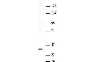 Sox2 antibody (pAb) tested by Western blot. (SOX2 antibody  (C-Term))