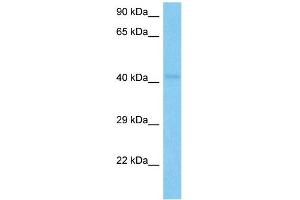 Host:  Mouse  Target Name:  HOXA3  Sample Tissue:  Mouse Pancreas  Antibody Dilution:  1ug/ml (HOXA3 antibody  (C-Term))