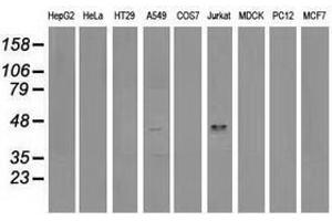 Image no. 4 for anti-Vasodilator-Stimulated phosphoprotein (VASP) antibody (ABIN1501696) (VASP antibody)