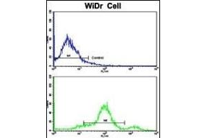 Flow cytometric analysis of widr cells using CCHCR1 Antibody (Center)(bottom histogram) compared to a negative control cell (top histogram).