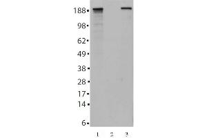Tes2 mAb (Clone 21F11) tested by Western blot. (TET2 antibody  (AA 1-300))