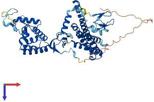 AlphaFold protein structure predicition of Mouse Recombinant Arih2 Protein, UniprotID Q9Z1K6 (ARIH2 Protein (AA 1-492) (His tag))