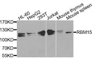 Western blot analysis of extracts of various cell lines, using RBM15 antibody (ABIN5972843) at 1/1000 dilution. (RBM15 antibody)