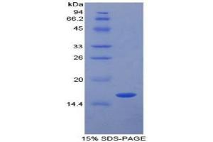 SDS-PAGE analysis of Pig TGFb1 Protein. (TGFB1 Protein)
