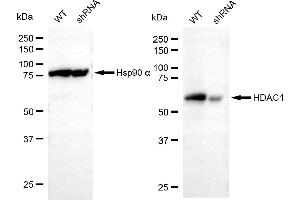 Western blotting analysis using HDAC1 antibody (ABIN7798924). (HDAC1 antibody)