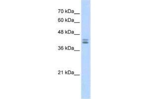 Western Blotting (WB) image for anti-Small Nuclear RNA Activating Complex, Polypeptide 2, 45kDa (SNAPC2) antibody (ABIN2461413) (SNAPC2 antibody)