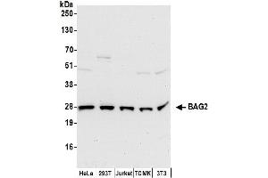 Western Blotting (WB) image for anti-BCL2-Associated Athanogene 2 (BAG2) (AA 1-50) antibody (ABIN7450017)
