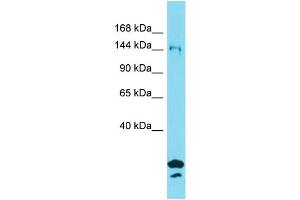 Western Blotting (WB) image for anti-Synapse Defective 1, rho GTPase, Homolog 2 (SYDE2) (N-Term) antibody (ABIN2791214)