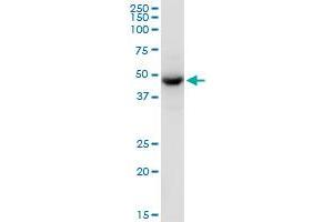 TUFM MaxPab polyclonal antibody. (TUFM antibody  (AA 1-455))