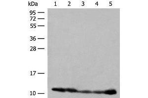 Western blot analysis of 293T cell PC-3 cell Human liver tissue lysates using ATP5I Polyclonal Antibody at dilution of 1:400 (ATP5I antibody)