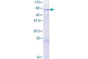 ADCK4 Protein (AA 1-503) (GST tag)