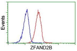 Image no. 1 for anti-Zinc Finger, AN1-Type Domain 2B (ZFAND2B) antibody (ABIN1501805) (ZFAND2B antibody)