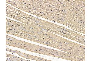 anti-Fatty Acid Binding Protein 12 (FABP12) antibody