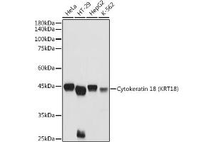 Western blot analysis of extracts of various cell lines, using Cytokeratin 18 (KRT18) antibody (ABIN7268098) at 1:3000 dilution. (Cytokeratin 18 antibody  (AA 127-430))